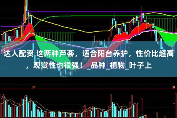 达人配资 这两种芦荟，适合阳台养护，性价比超高，观赏性也很强！_品种_植物_叶子上